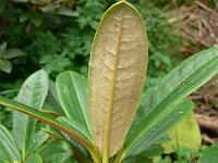 rhododendron_glaucopeplum