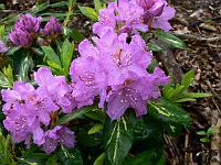 rhododendron_goldflimmer