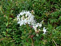 rhododendron_groelandicum