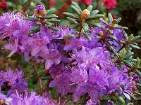 rhododendron_hippophaeoides