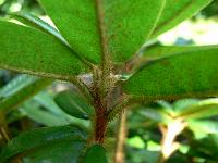 rhododendron_hirtipes