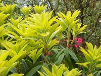 rhododendron_hybrid_gul_nyvaekst