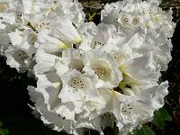 rhododendron_inopinum