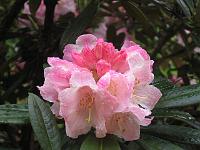 rhododendron_insigne