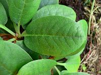 rhododendron_lacteum