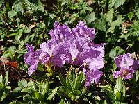 rhododendron_lavandula