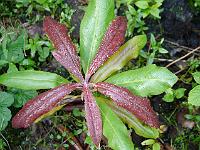 rhododendron_magniflorum