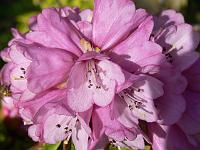 rhododendron_monosematum