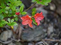 rhododendron_obtusum_geisha_satchiko