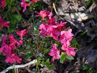 rhododendron_obtusum_maruschka