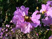 rhododendron_praecox