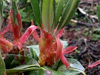 rhododendron_praestans