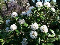 rhododendron_prattii