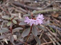 rhododendron_racemosum