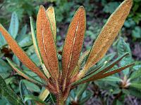 rhododendron_recurvoides