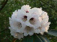 rhododendron_rex