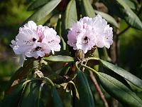 rhododendron_rex_x_galactinum