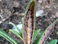 rhododendron_roxieanum_parvum