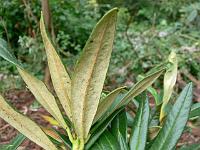 rhododendron_roxieanum_recurvum