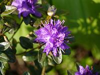 rhododendron_saluenense