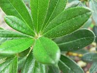 rhododendron_sanguineum_didymum