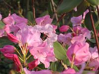 rhododendron_selense