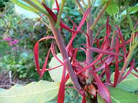 rhododendron_serotinum