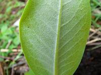 rhododendron_sphaeroblastum_var._wumengense