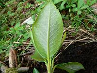 rhododendron_sphaeroblastum_wumengense