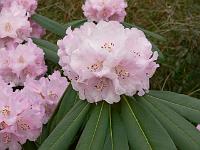 rhododendron_sutchuenense