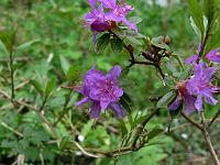 rhododendron_telmateium