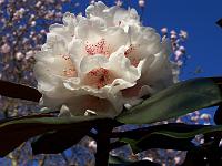 rhododendron_traillianum