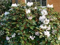 rhododendron_wallichii