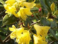 rhododendron_xanthocodon