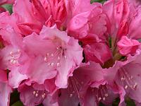 rhododendron_kalinka