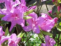 rhododendron_yedoense_poukhanense