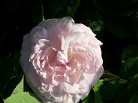 rosa_alba_chloris