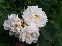 rosa_alba_maxima