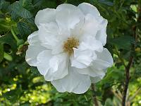 rosa_blanc_double_de_coubert