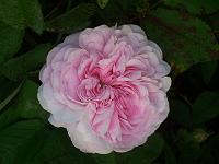 26-06-05kodak_101
