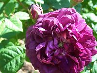 rosa_cardinal_de_richelieu