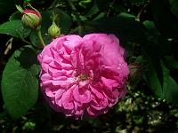 rosa_centifolia_minor