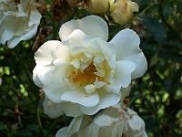 rosa_city_of_york