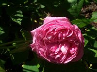 rosa_coupe_de_hebe