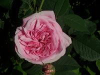 rosa_dronningen_af_danmark_-_koenigin_von_daenemark