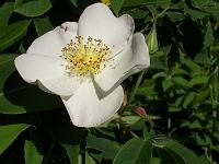 rosa_dupontii