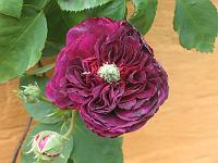 rosa_erinnerung_an_brod