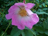 rosa_gallica_complicata