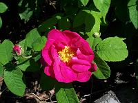 rosa_gallica_officinalis