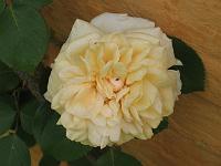 rosa_gloire_de_dijon